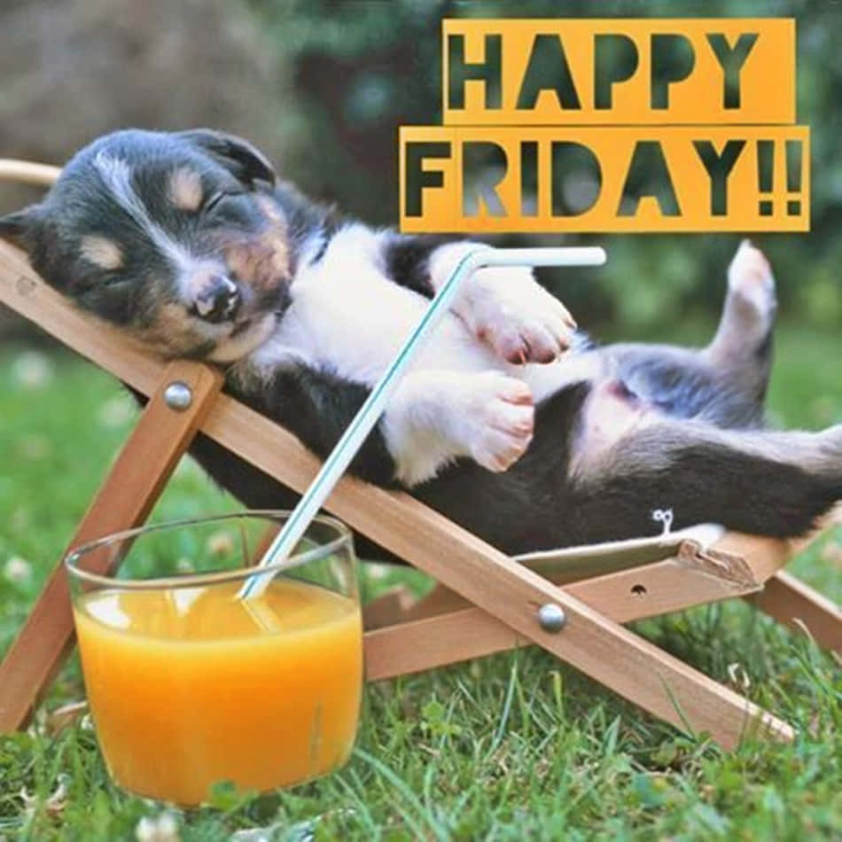 Happy Friday Puppy Resting Funny Friday Picture