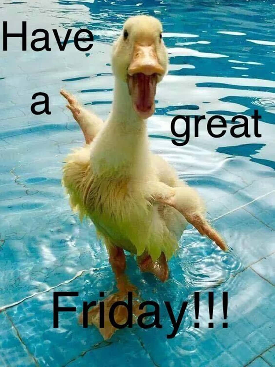 Download Have A Great Funny Friday Duck Picture | Wallpapers.com