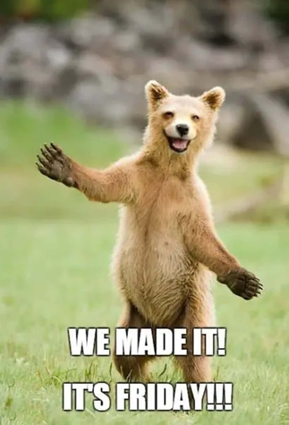 Download We Made It Bear Funny Friday Picture | Wallpapers.com