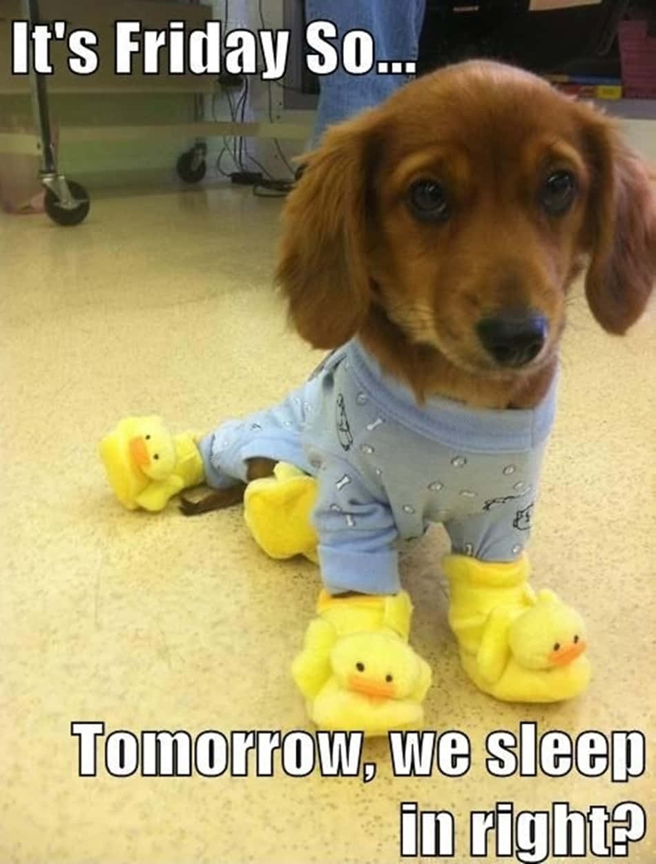 Dog With Duck Socks Funny Friday Picture