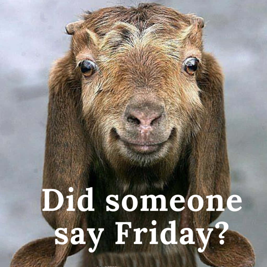 Alguémfalou Em Uma Imagem Engraçada De Uma Cabra Na Sexta-feira?