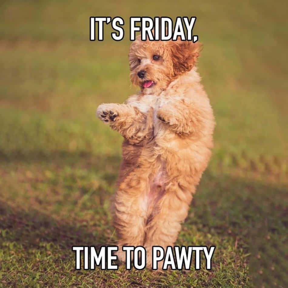 It's Friday Time To Pawty Funny Friday Picture