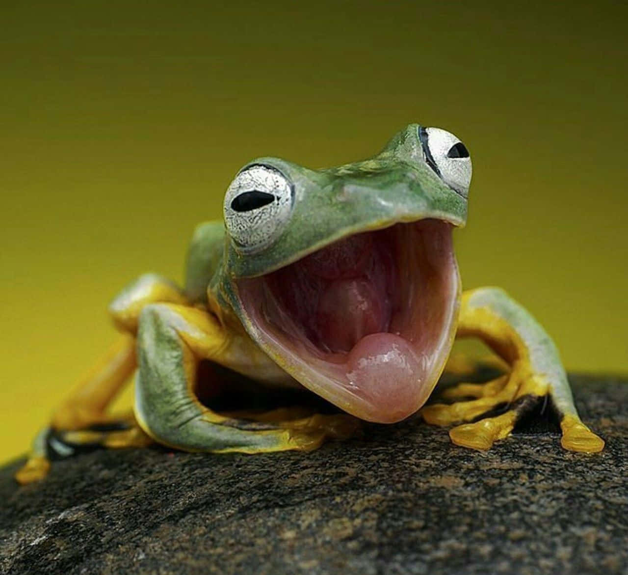 Funny Frog With Mouth Open Pictures