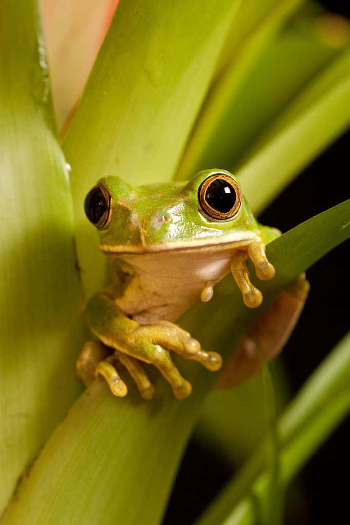 Funny Frog Clinging To Plant Pictures