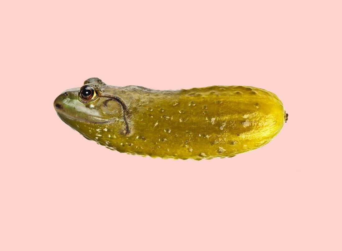 Funny Frog Pickle Vegetable Pictures
