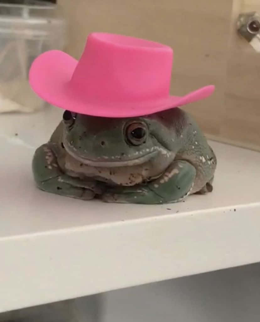Funny Frog With Pink Hat Pictures