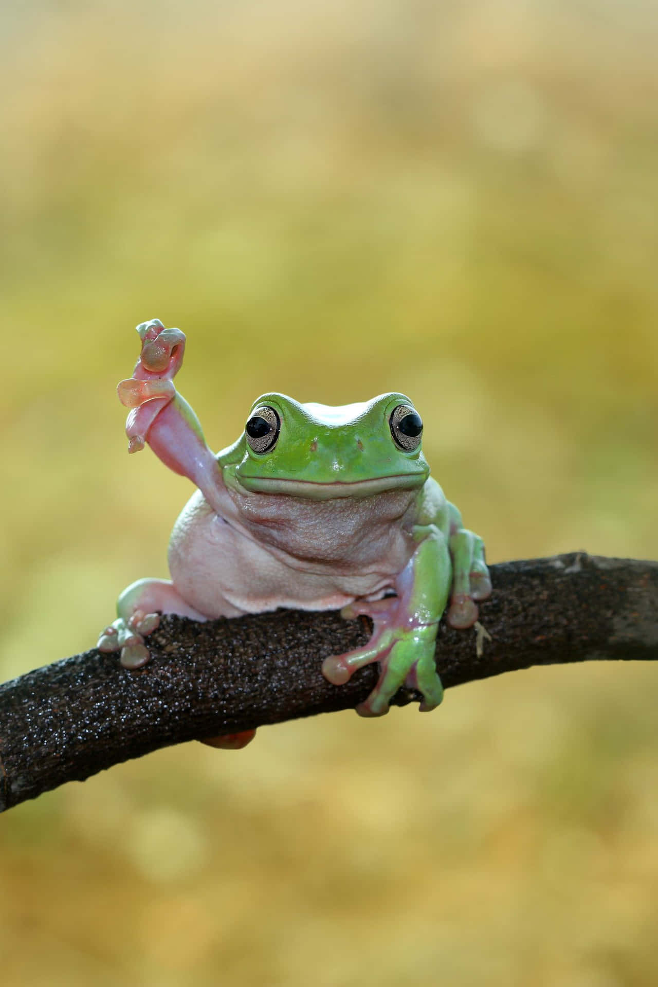 Funny Frog Raising Hand Pictures