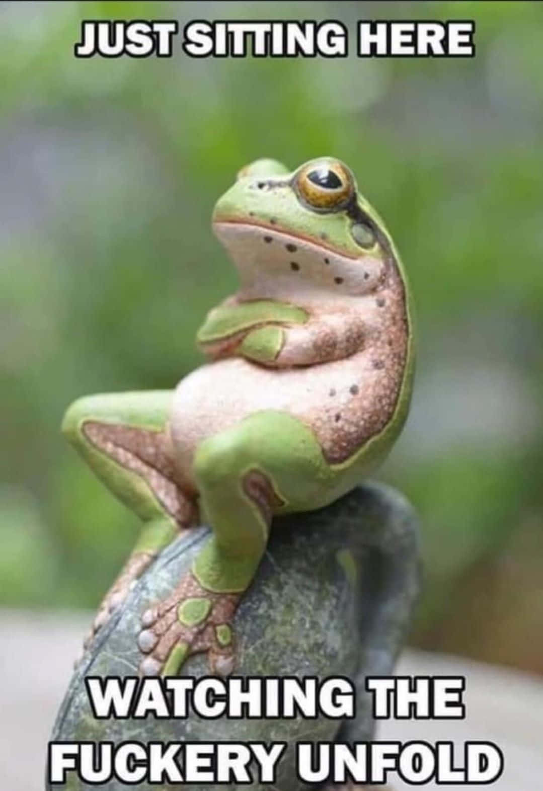 Sitting Funny Frog Short Saying Pictures
