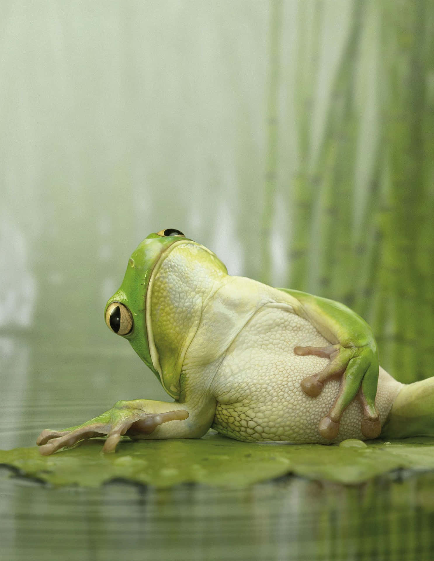 Funny Frog Lying On Water Lily Pictures