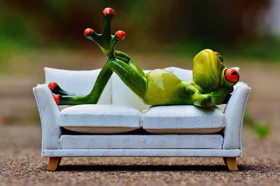Funny Frog Lying On The Couch Pictures
