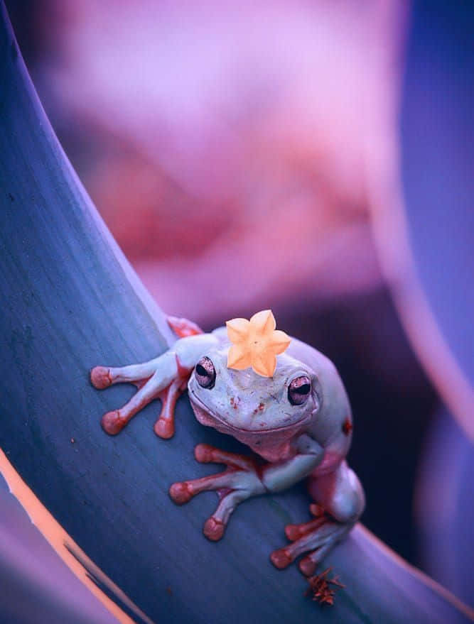 Small Purple Funny Frog Pictures