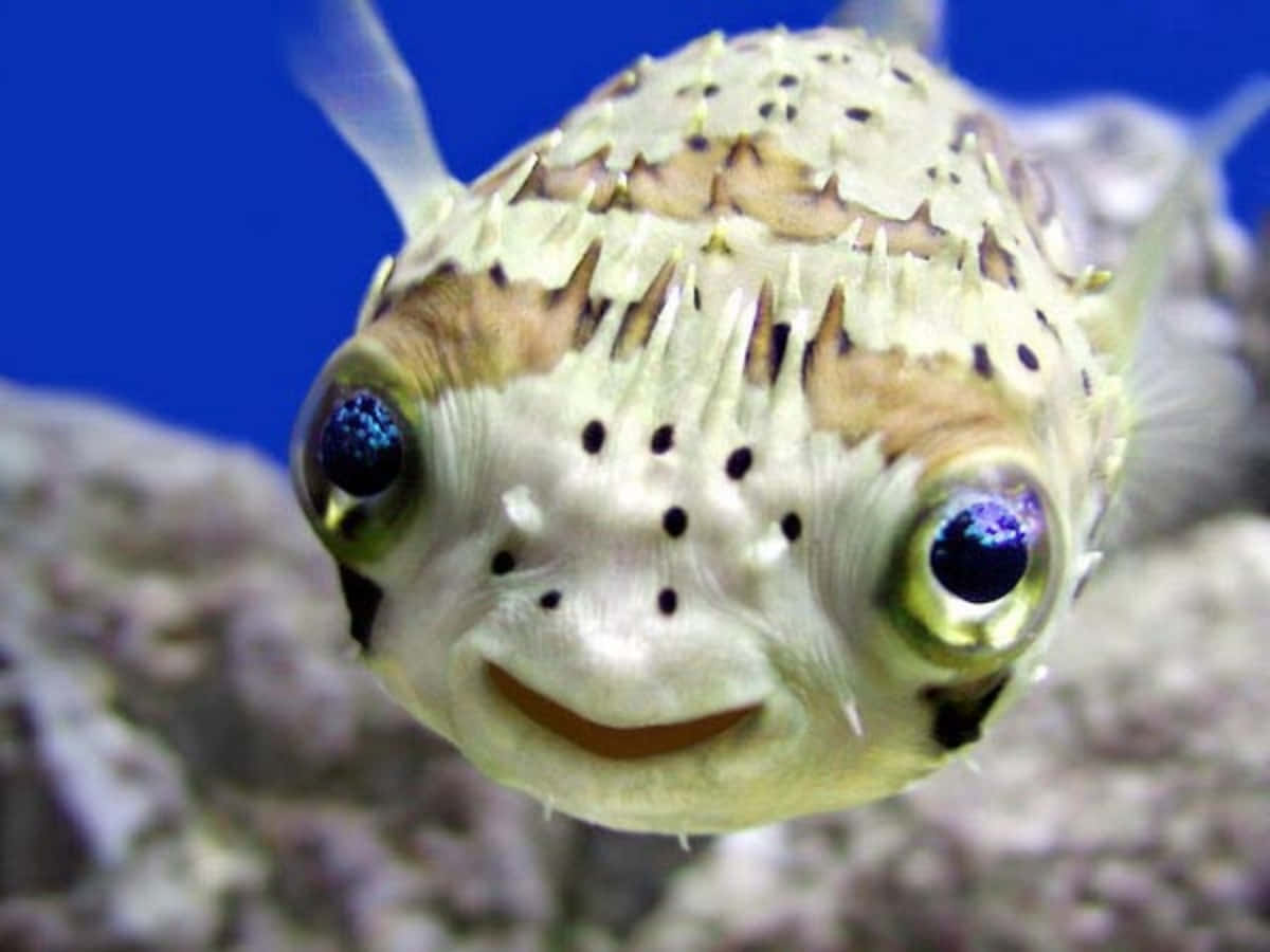 Funny Fugu Fish Picture