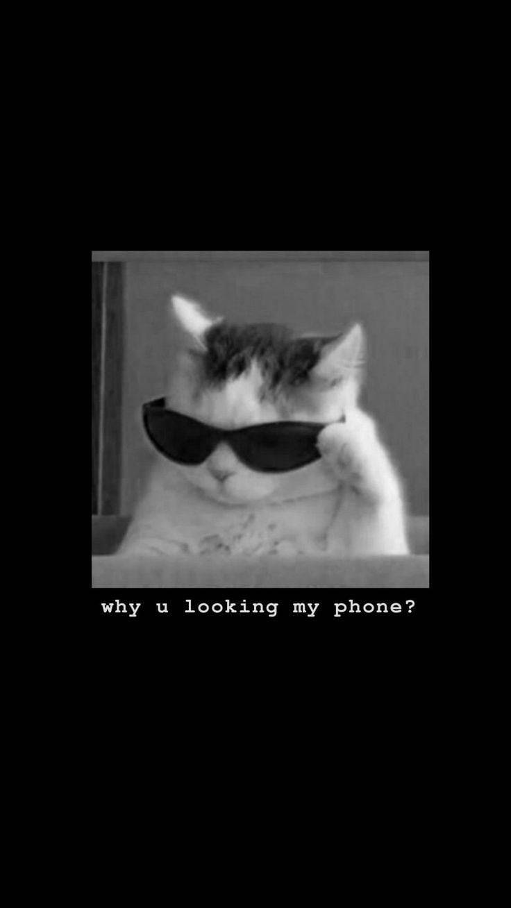Funny Get Off My Phone Shades Cat Background