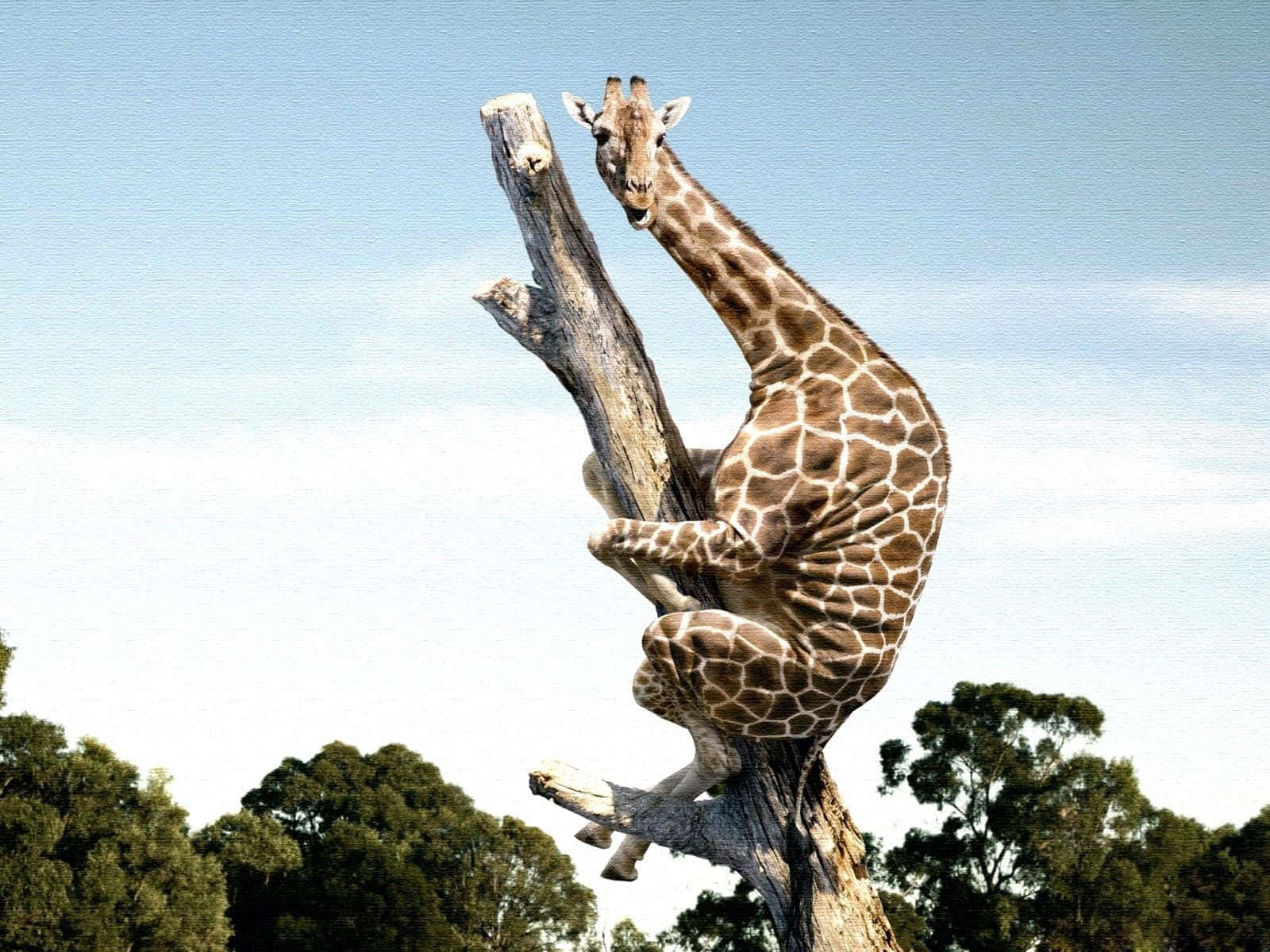 Skaffadig Ett Gott Skratt Med Denna Roliga Giraff! Wallpaper