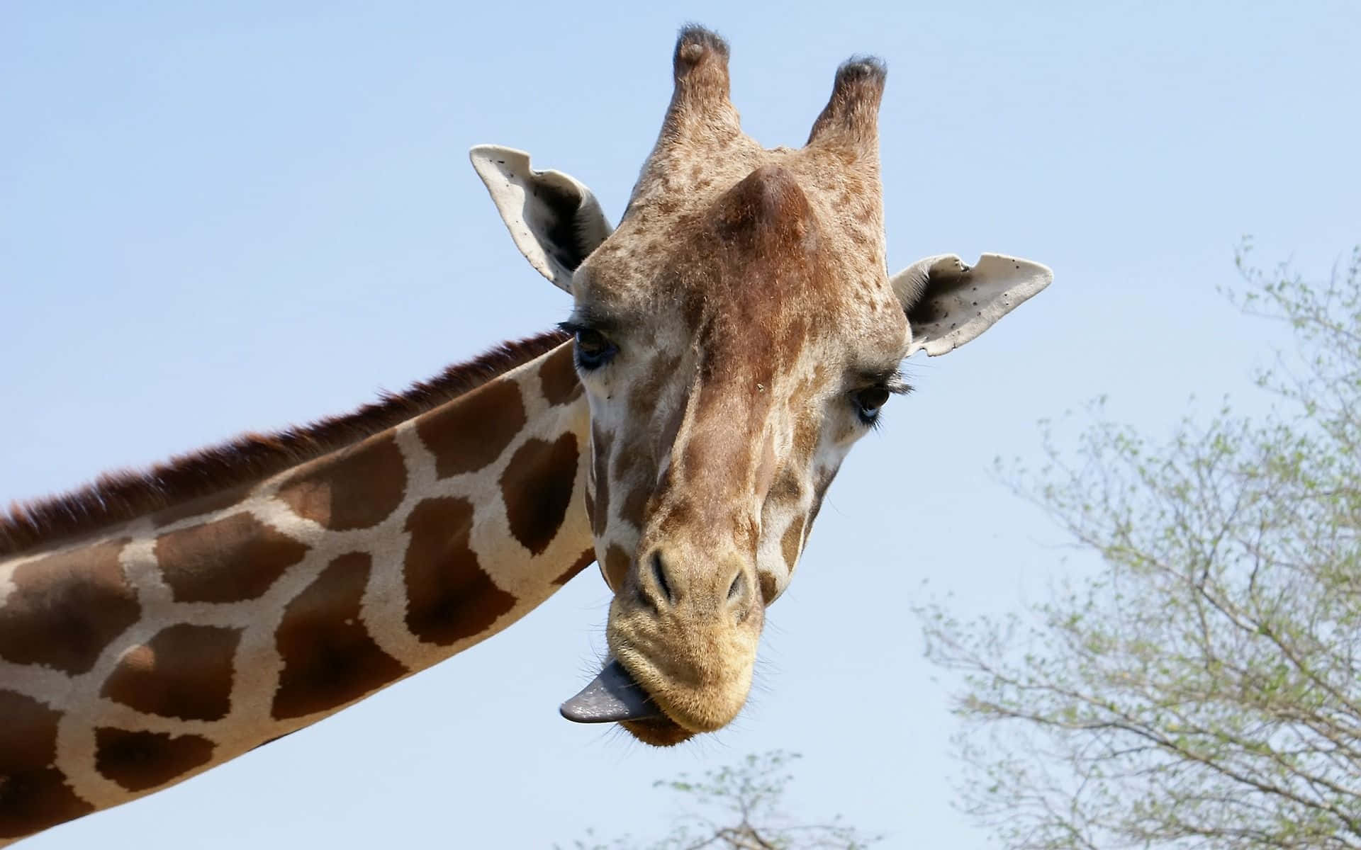 Sjov giraf spiser en snack Wallpaper