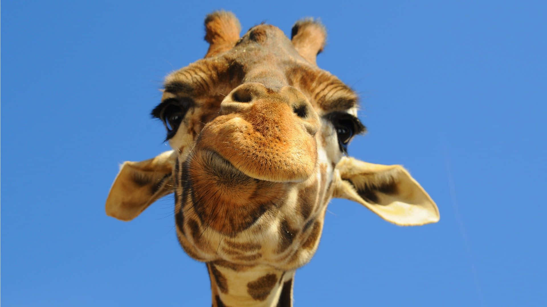 En giraf med et prikket ansigt står i et felt af margueritter Wallpaper
