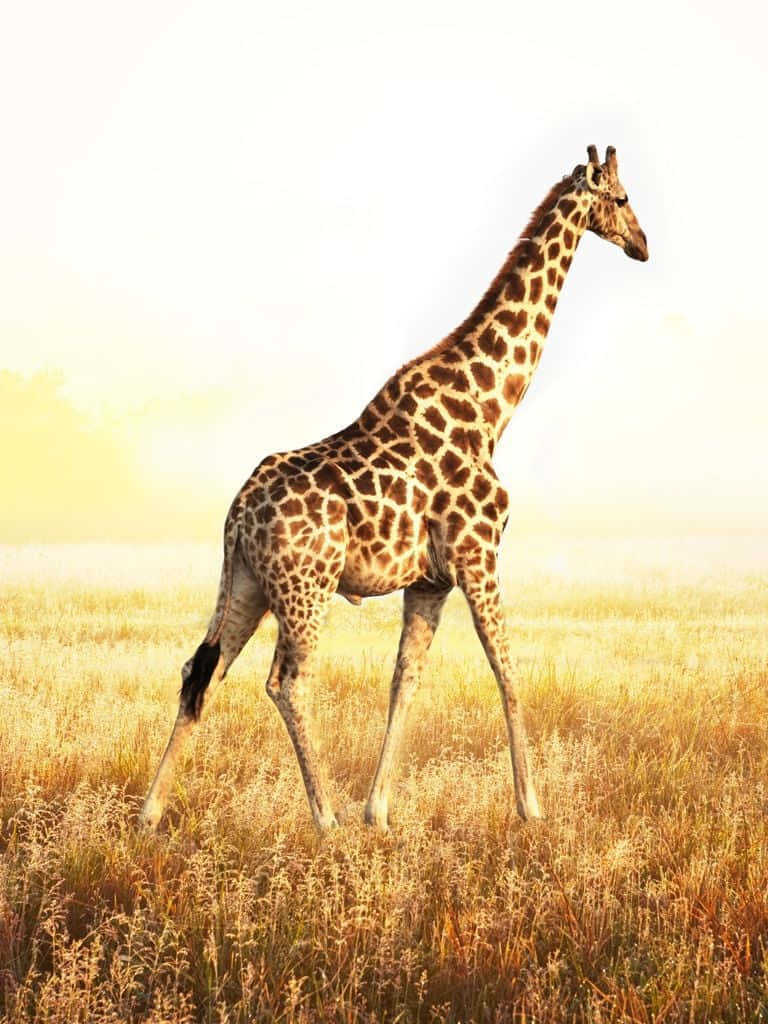 Skrattagott Med En Rolig Giraff Som Bakgrundsbild På Din Dator Eller Mobil! Wallpaper