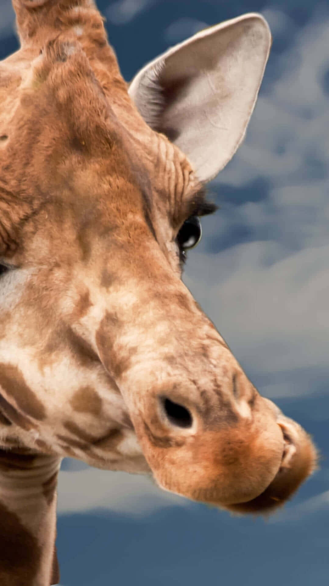 Brown Funny Giraffe Close Up Shot Wallpaper