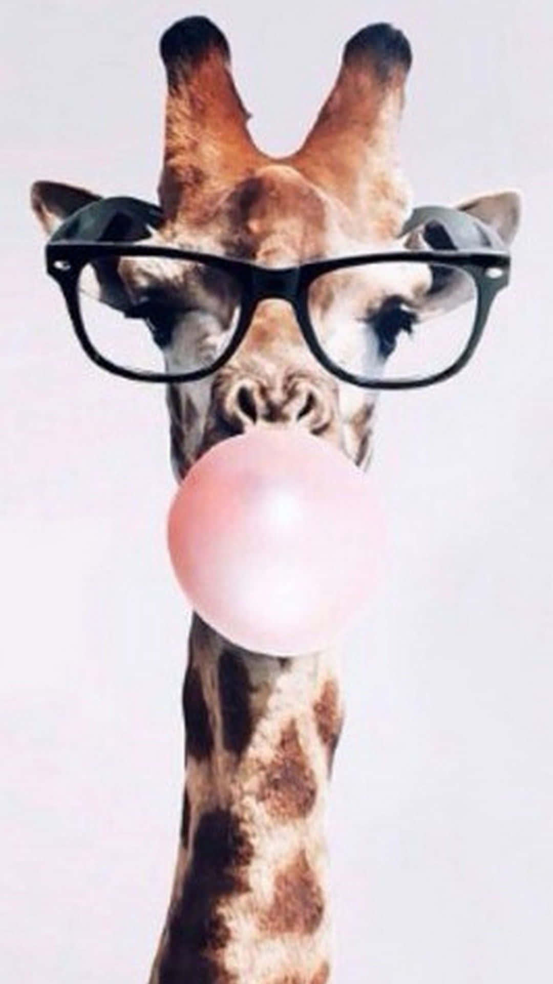 Funny Giraffe Wearing Eyeglasses And Blowing Bubblegum Wallpaper