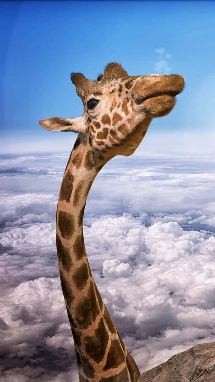Funny Giraffe Breaking Through Clouds Wallpaper