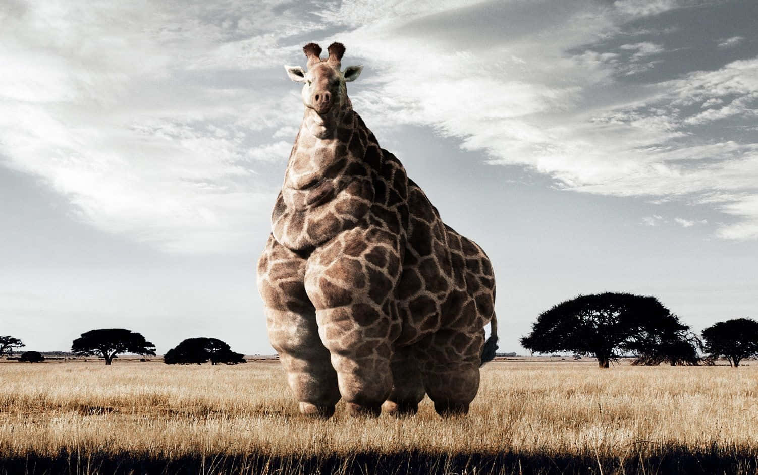 Funny Giraffe With An Unrealistically Bloated Body Wallpaper
