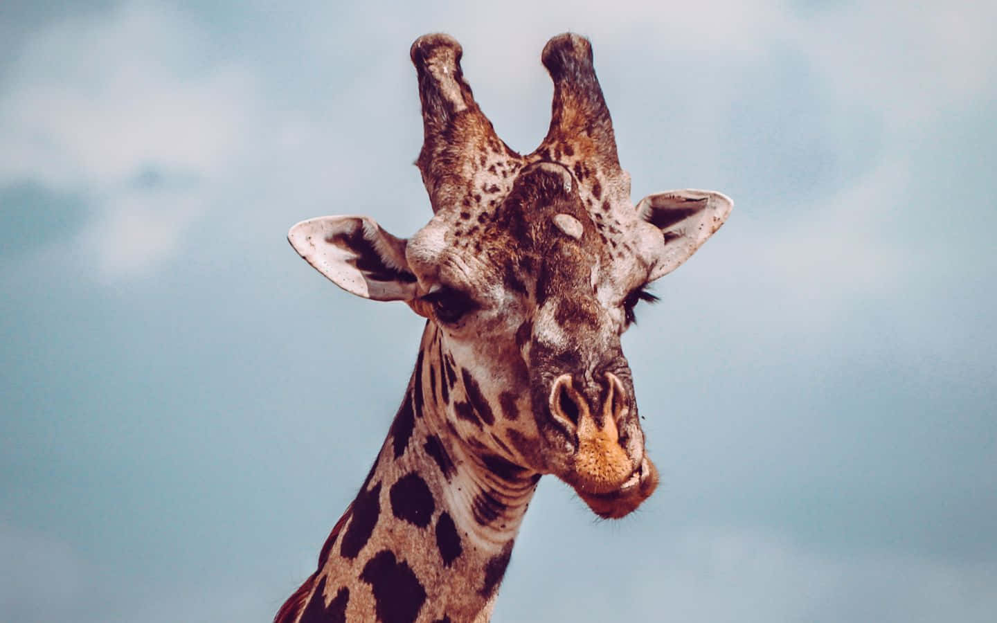 Et sjovt giraf, der gør sit ting Wallpaper