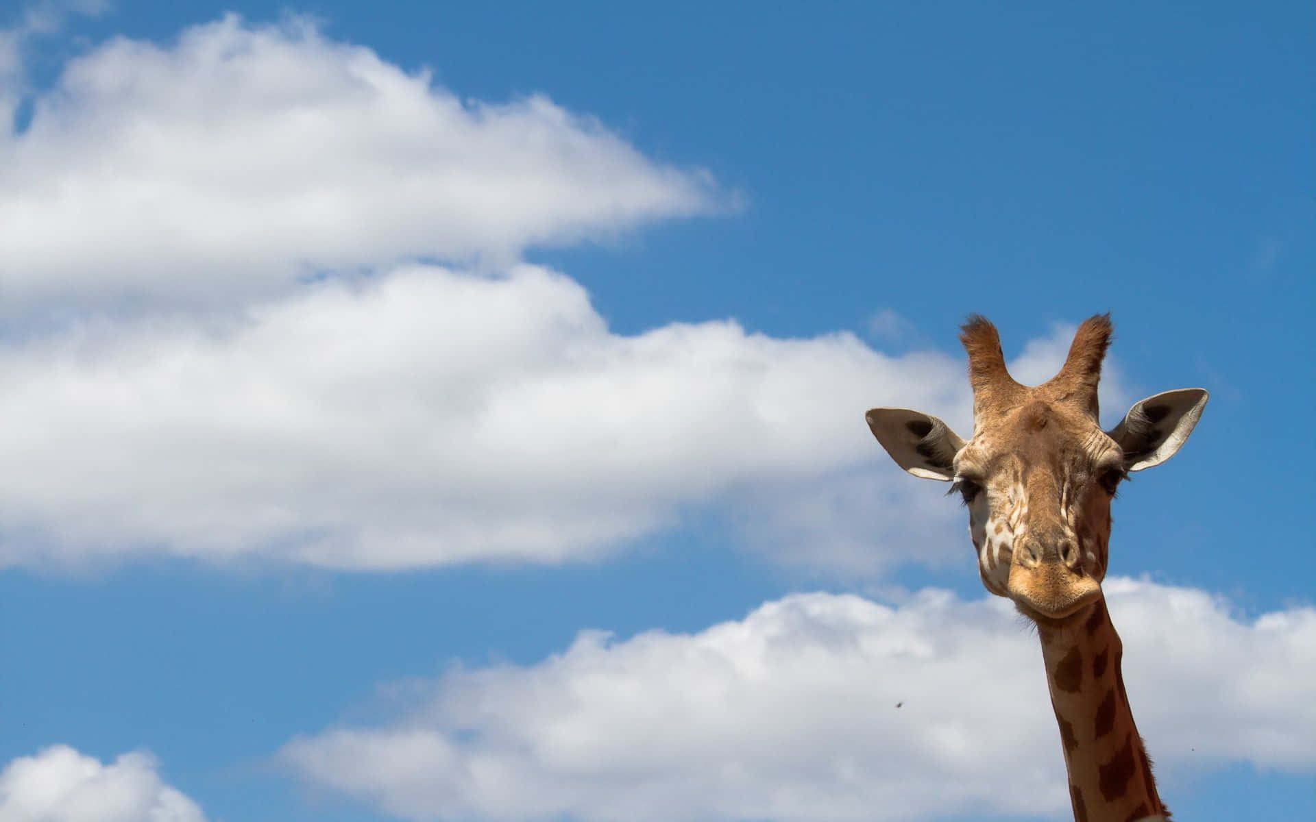 En sjov giraf der gør en dum ansigtsudtryk Wallpaper