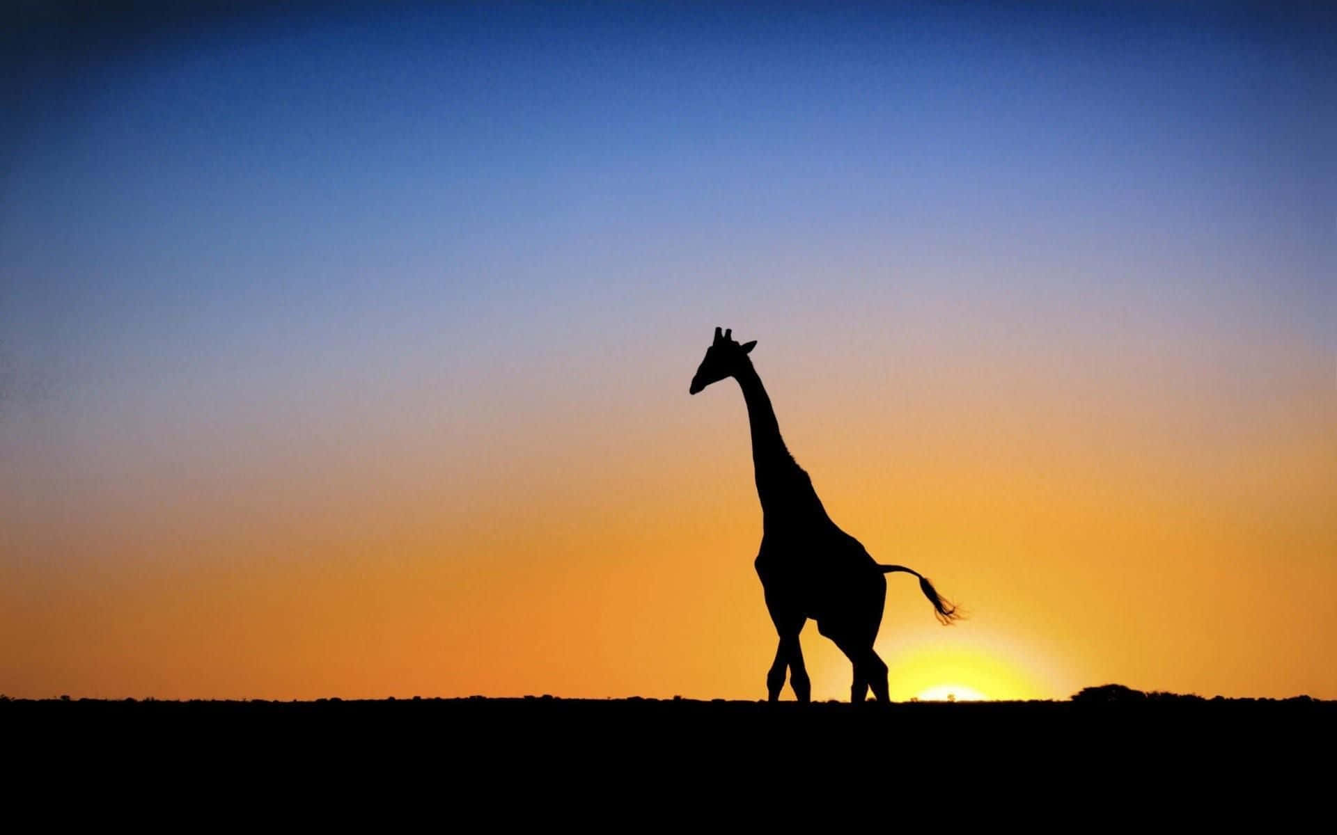 Einelustige Giraffe Posiert Für Die Kamera Wallpaper