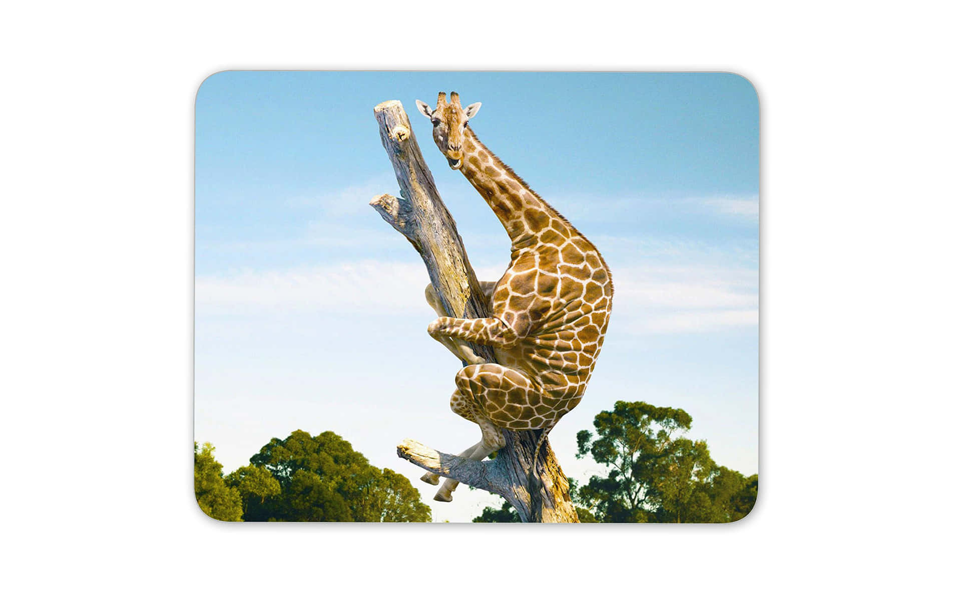 Imagemengraçada De Uma Girafa Escalando Uma Árvore.
