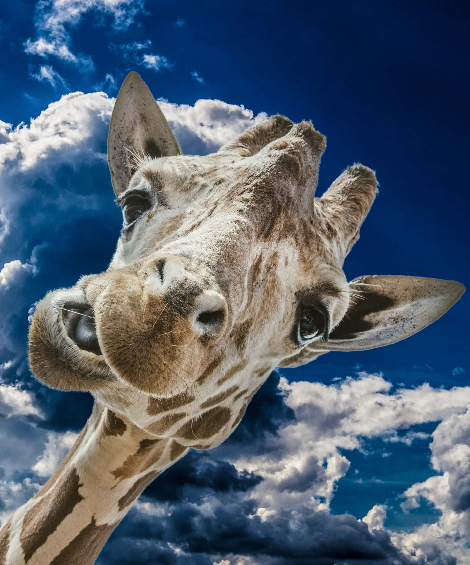 Funny Giraffe Silly Face Picture