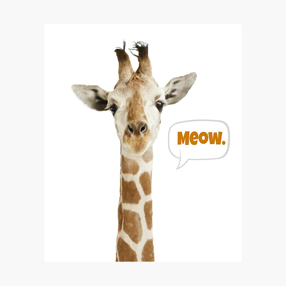 Funny Giraffe Saying Meow Picture
