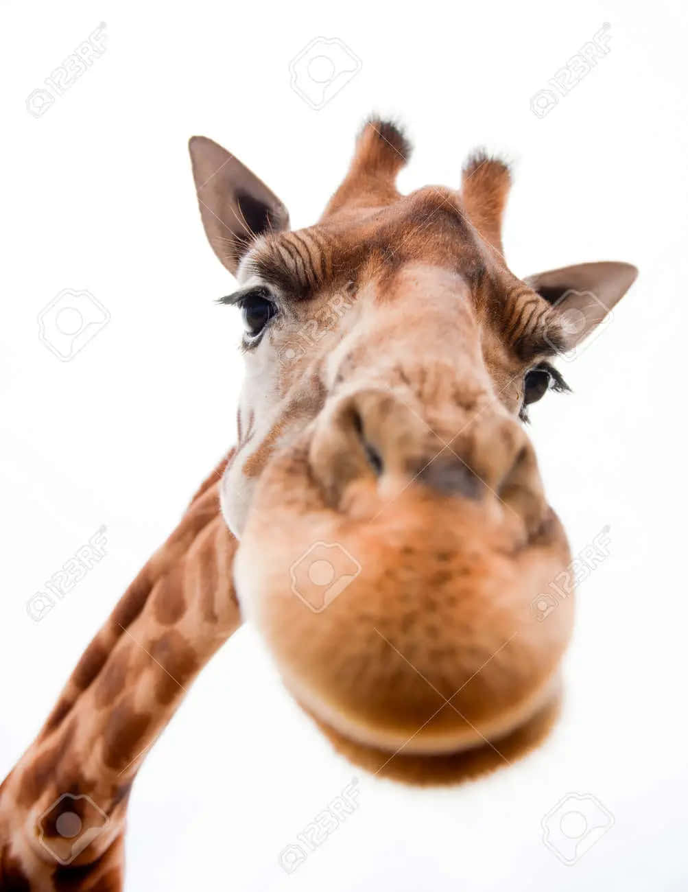 A silly, smiling giraffe looking for a friend!