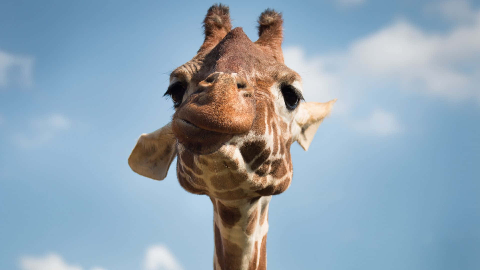 Funny Giraffe Blue Sky Headshot Picture