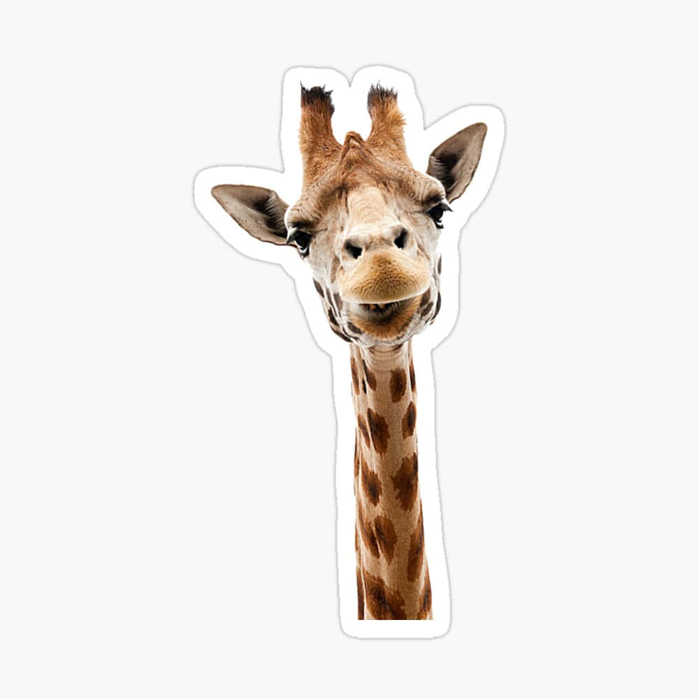 Funny Giraffe Cute Sticker Picture