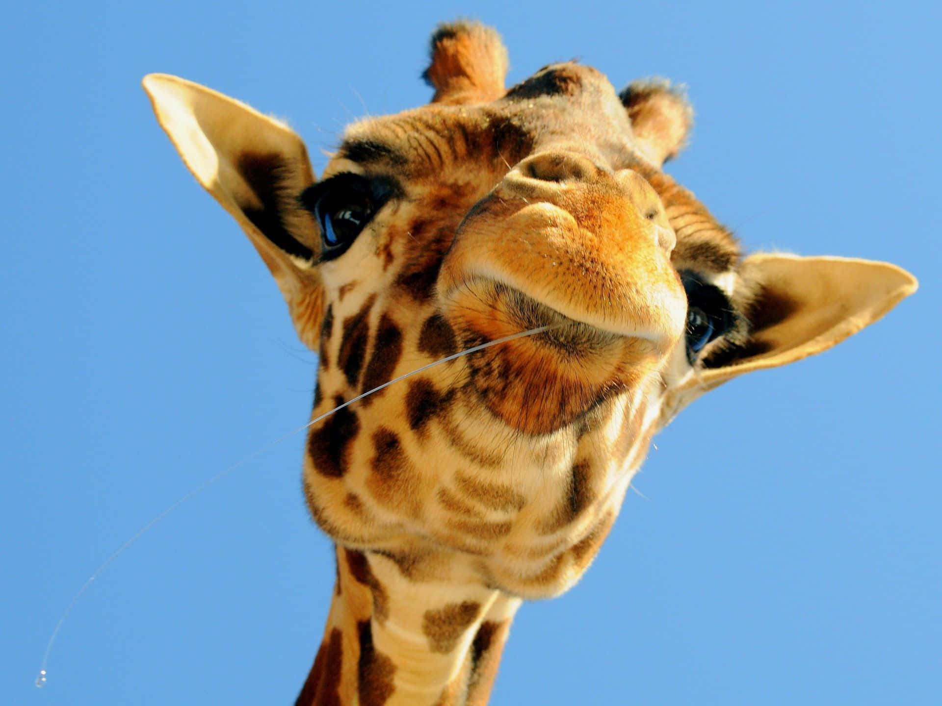 Funny Giraffe Low Angle Picture
