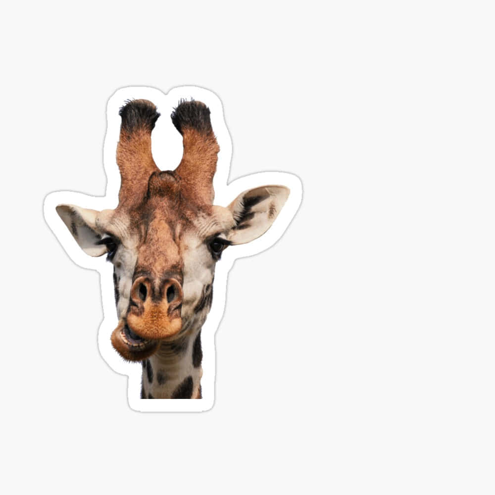 Funny Giraffe Silly Face Sticker Picture