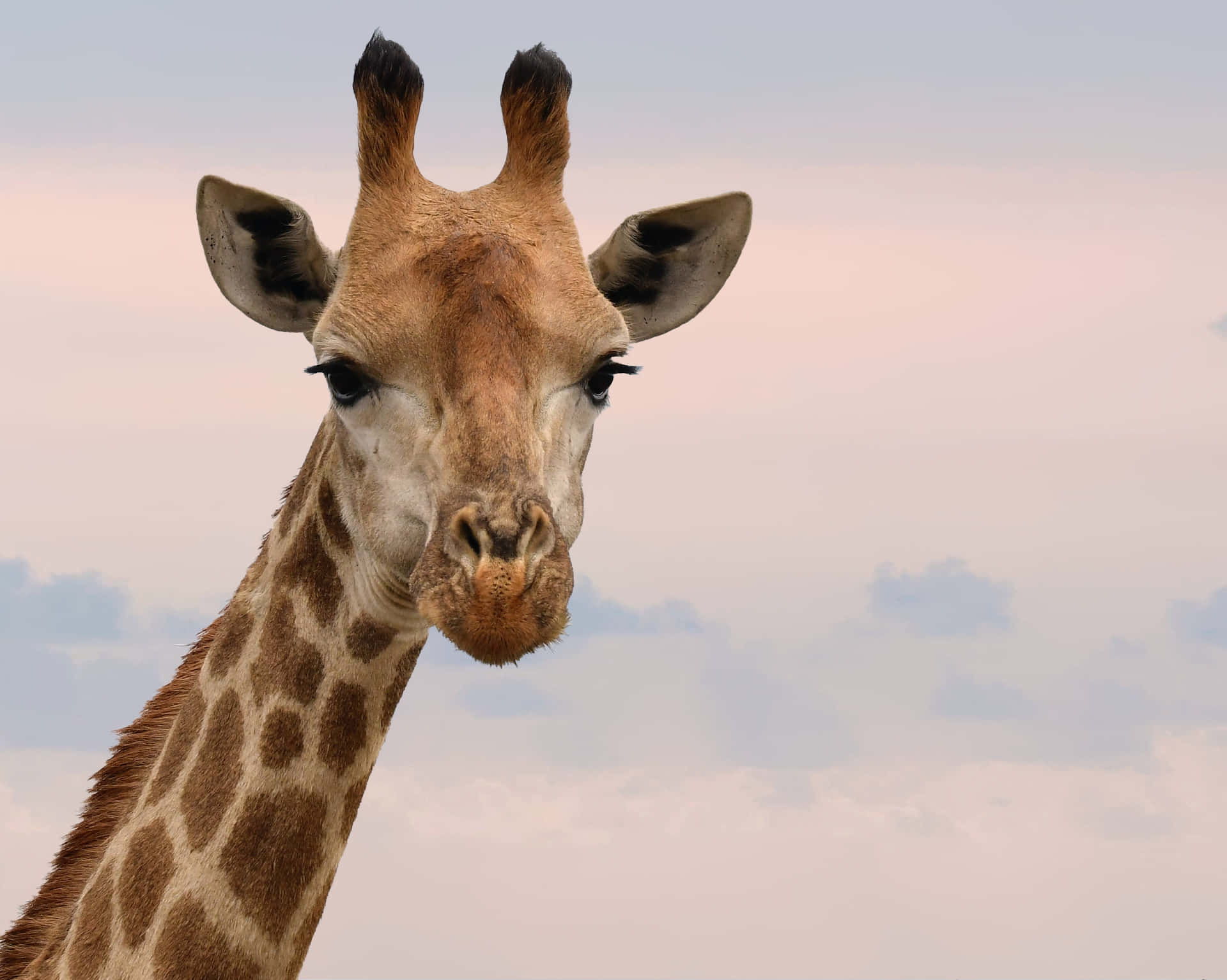 Funny Giraffe On Pastel Sky Picture