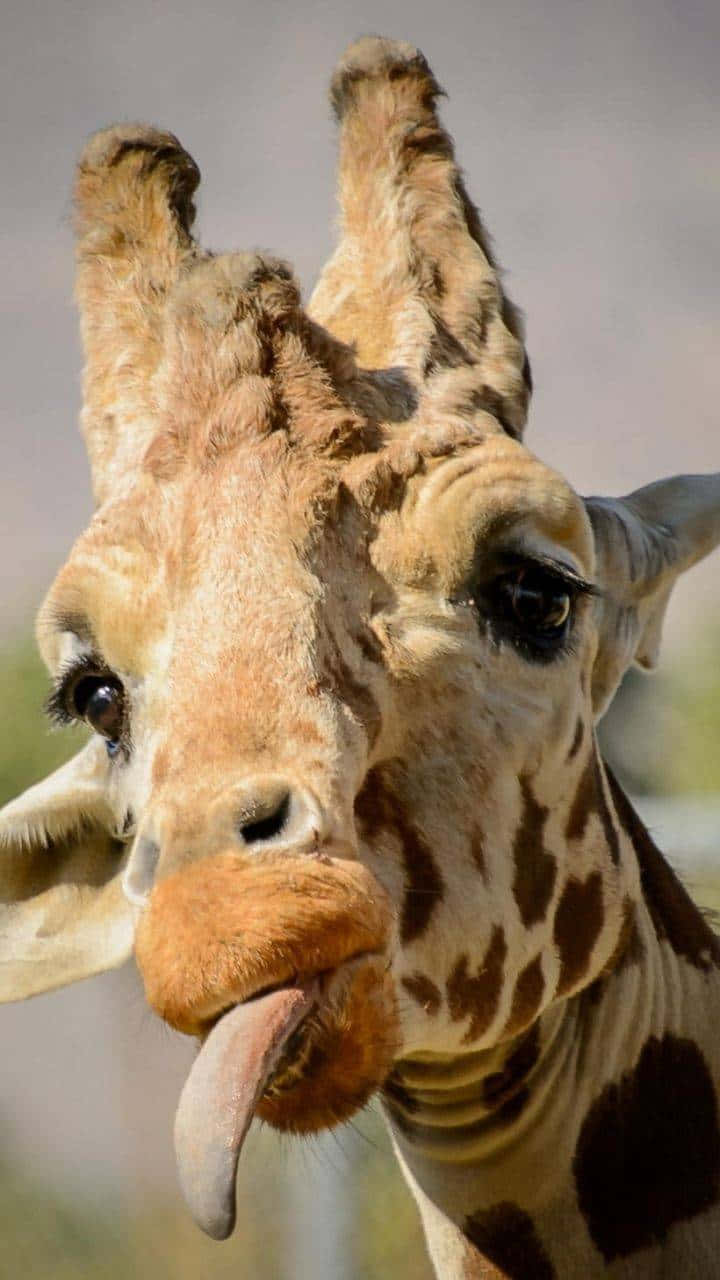 Funny Giraffe Sticking Its Tongue Out Wallpaper