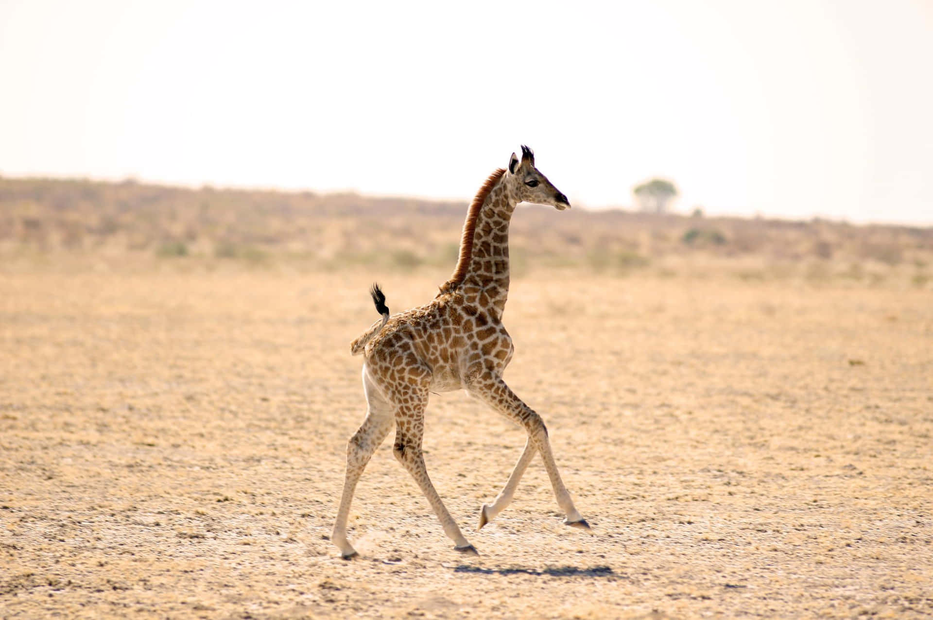 Unasimpatica Giraffa Che Guarda In Giro Sfondo