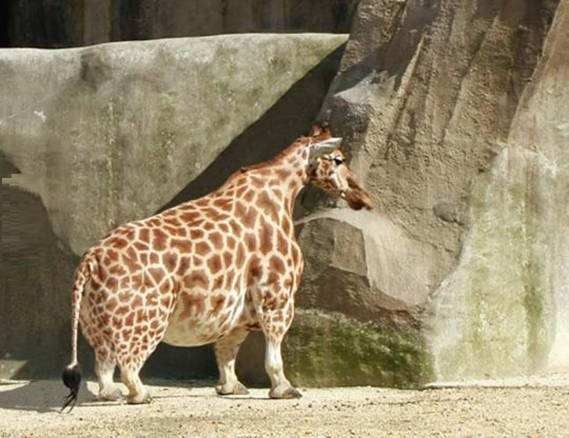 Sjov giraf med dværgvækstforhold Wallpaper