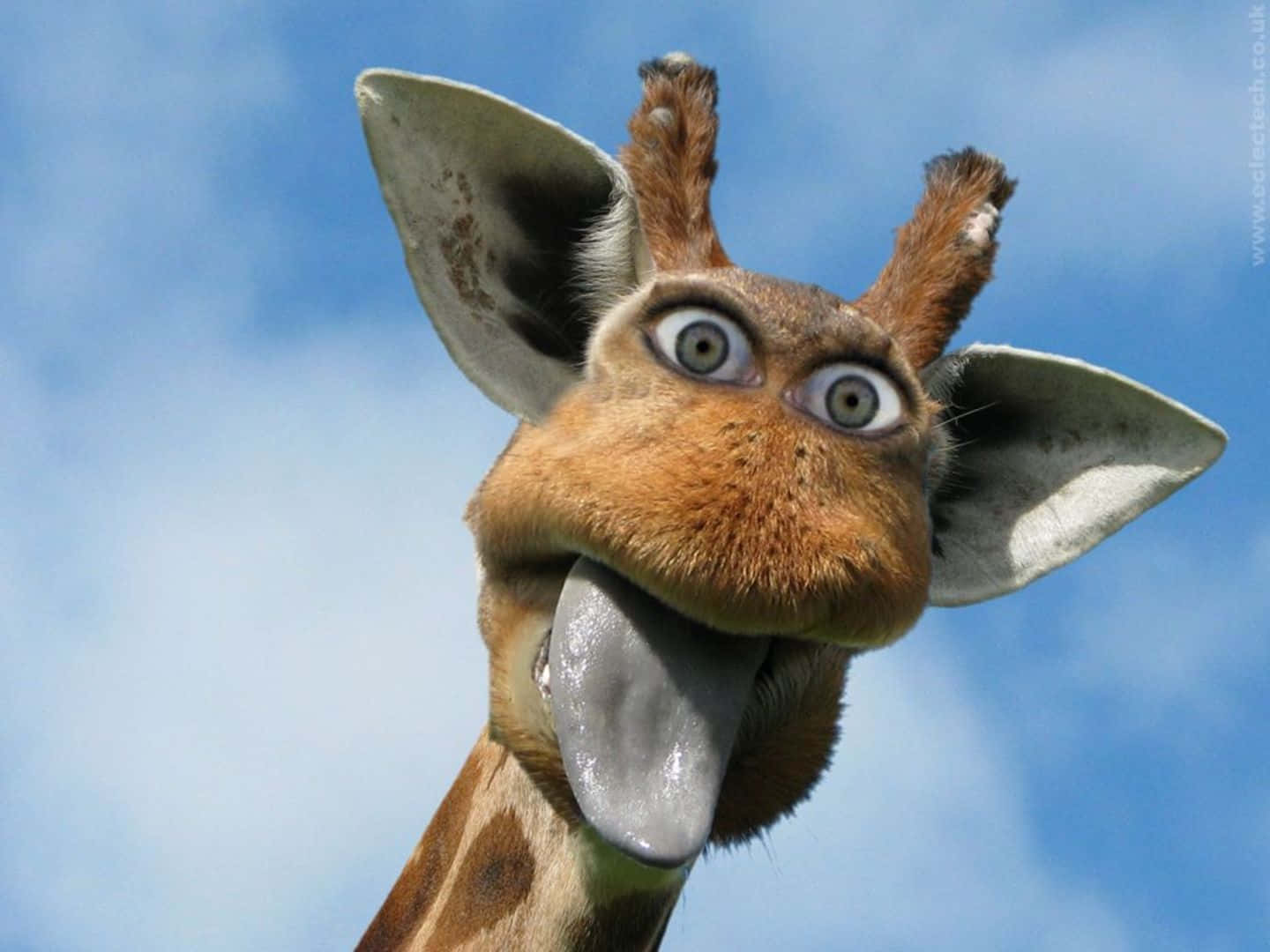 Norrländskrolig Giraff Med Mänskliga Ögon. Wallpaper