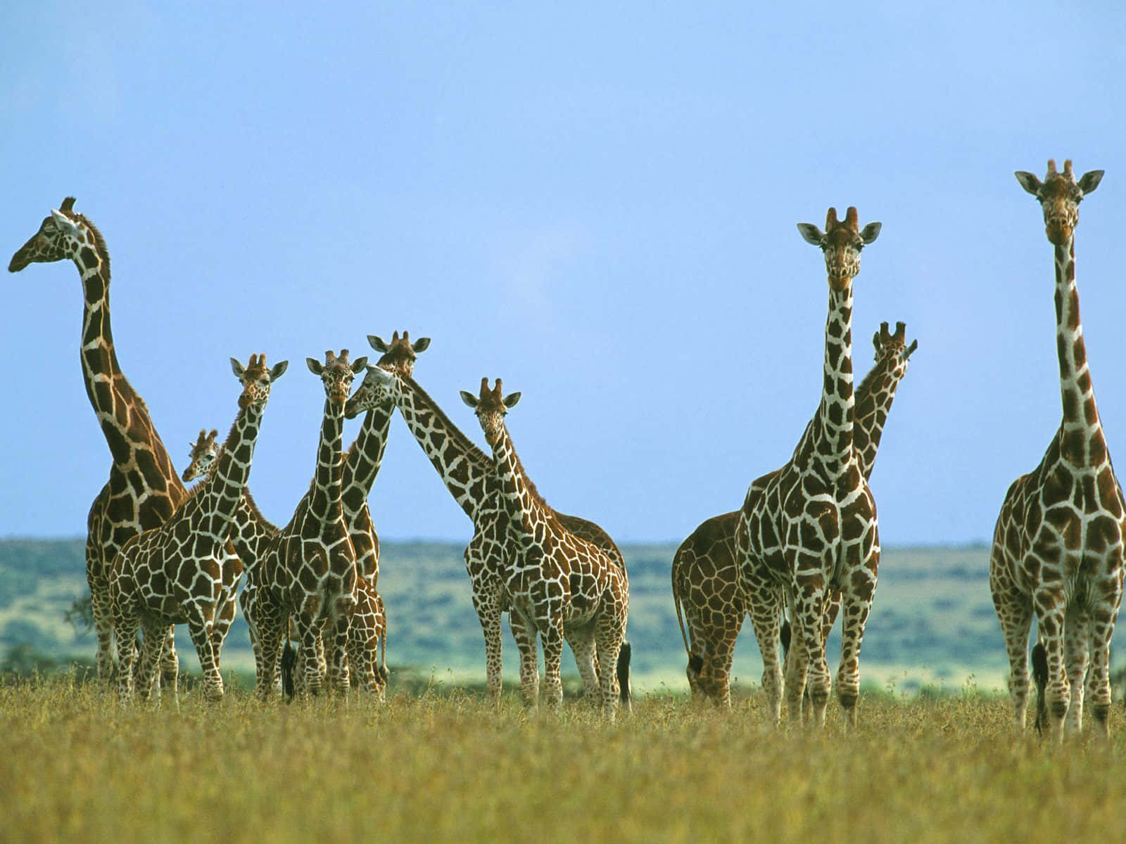 A Funny Giraffe Standing Out in The Crowd Wallpaper