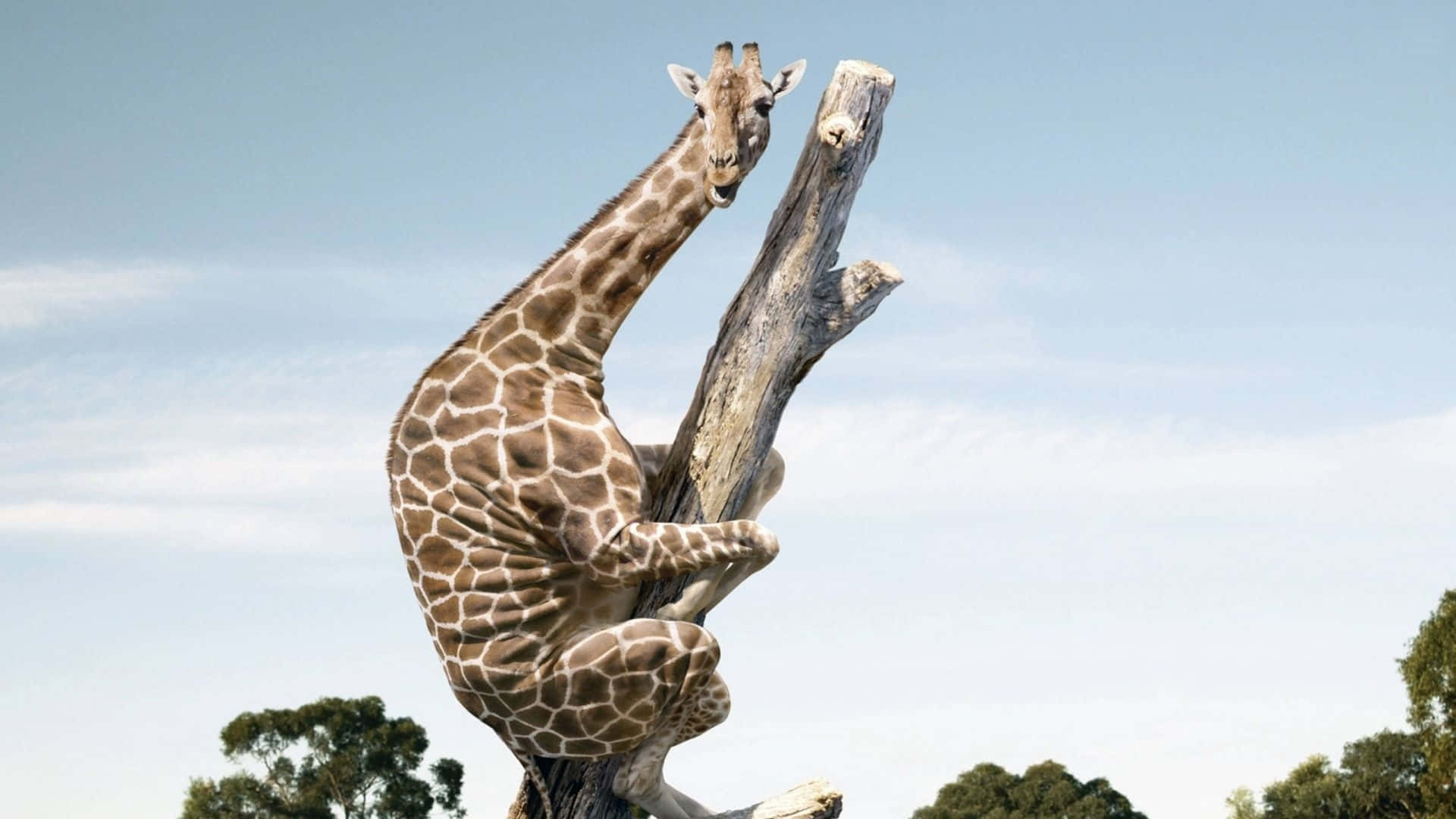 Funny giraff klamrer sig til død træ Wallpaper