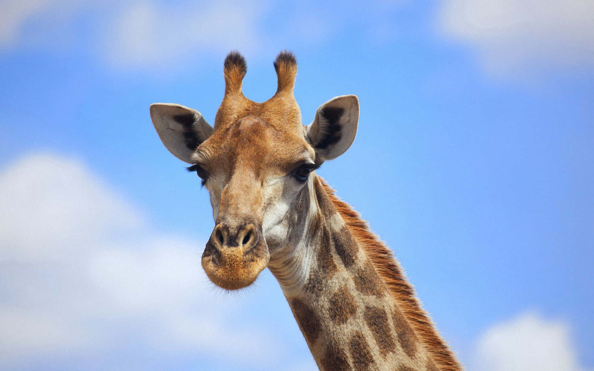 Share This Funny Giraffe Face With Friends Wallpaper