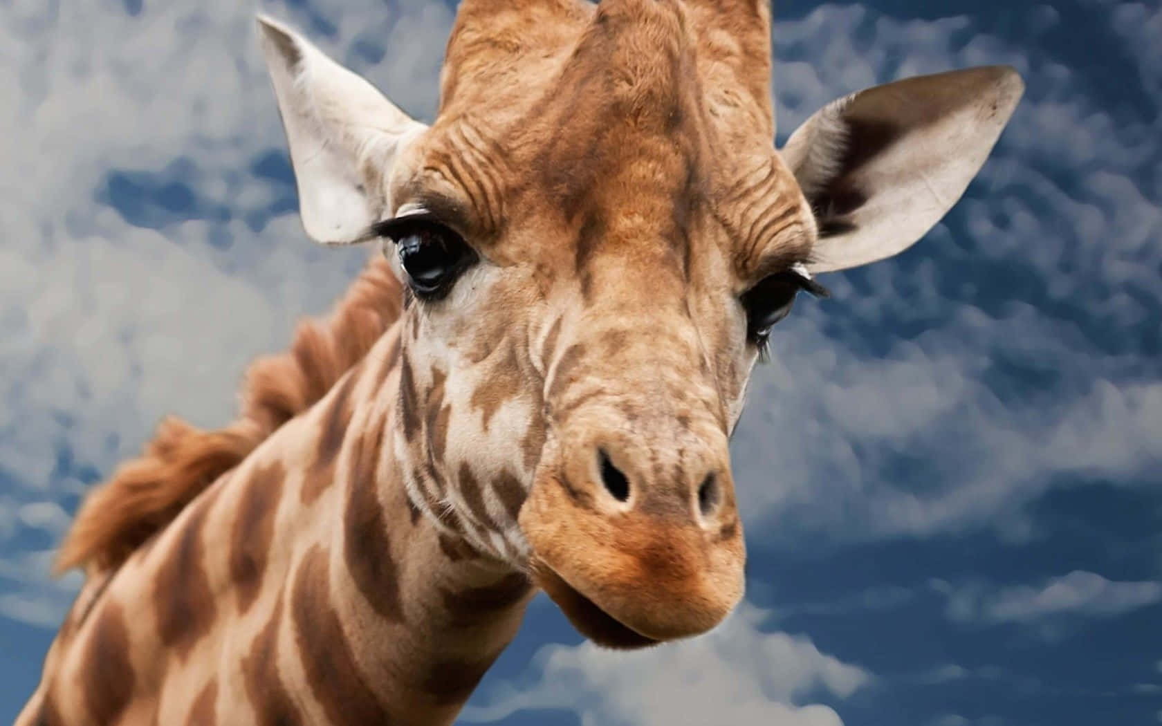 Roligtoch Fabulöst: Den Här Giraffen Är Redo För Allt! Wallpaper