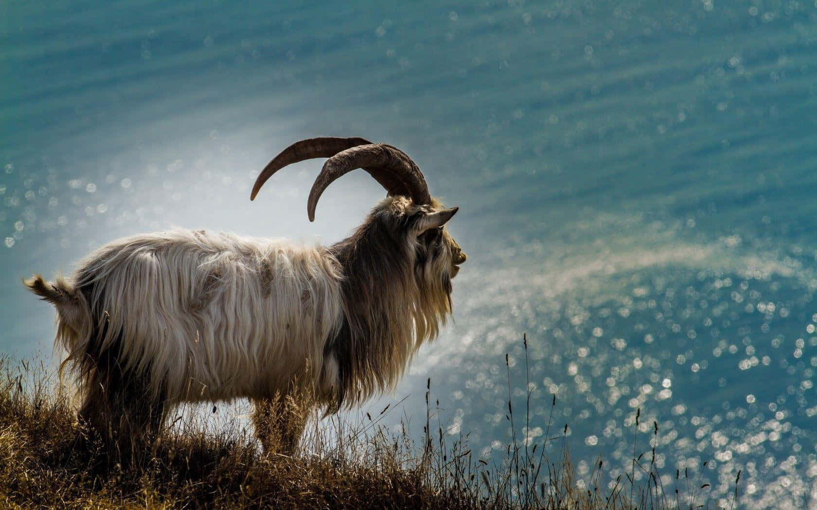 Hairy Funny Goat In Ocean Picture