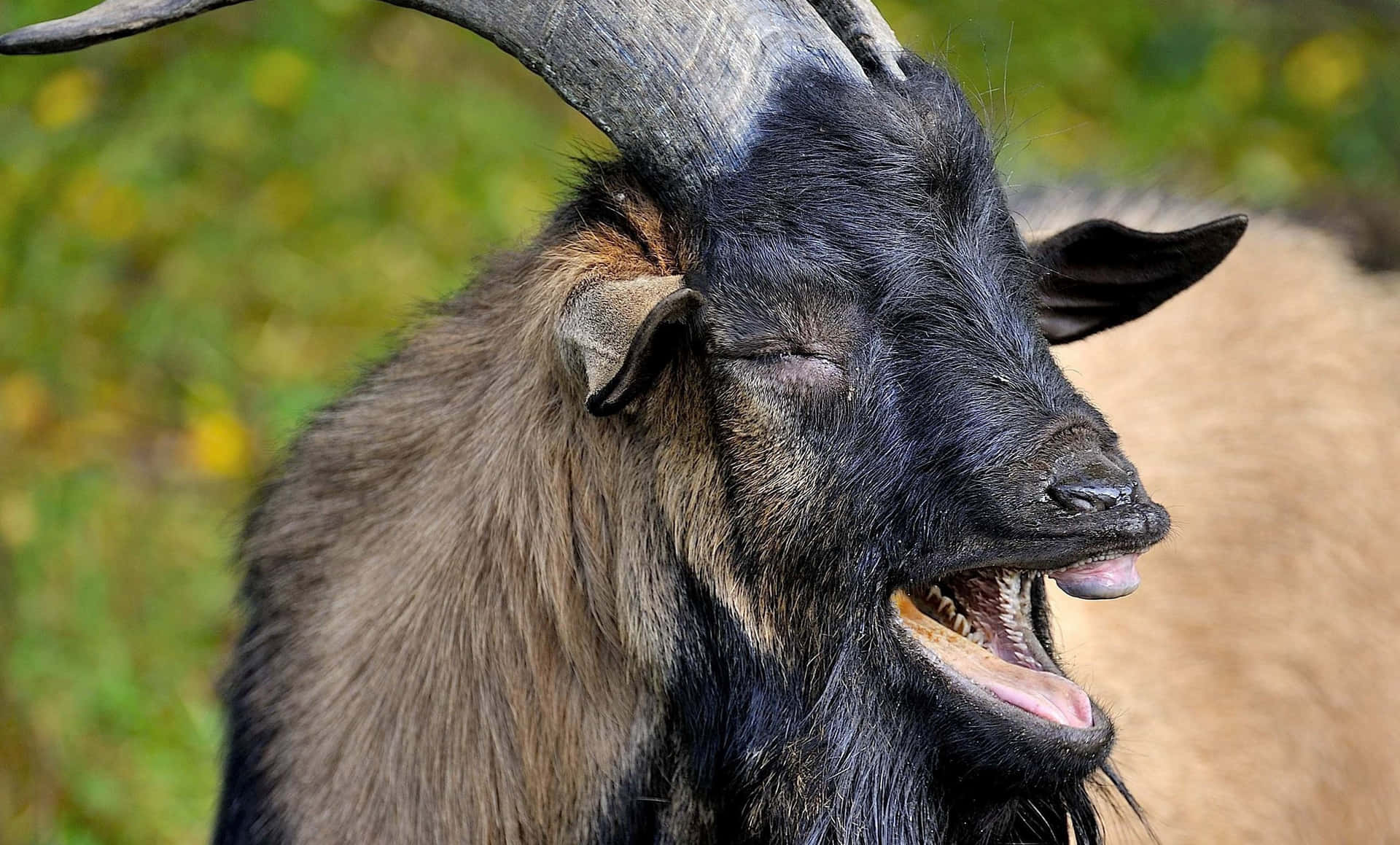 Long Horned Funny Goat Laughing Picture