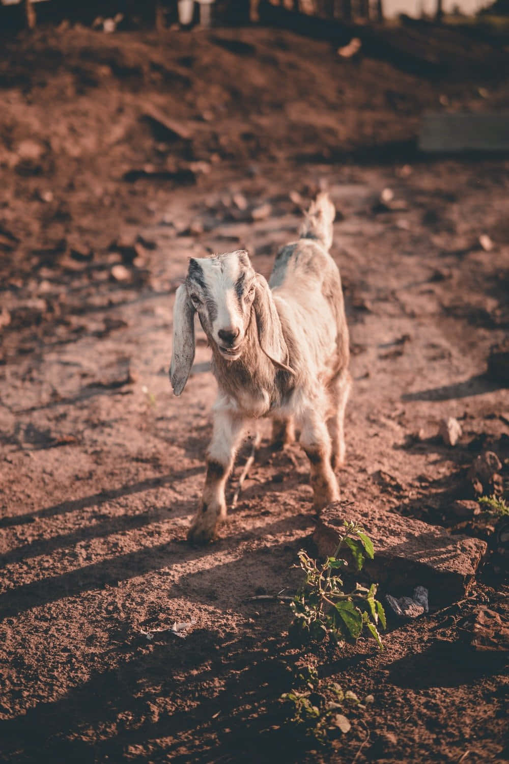 Funny Goat In Mud Picture