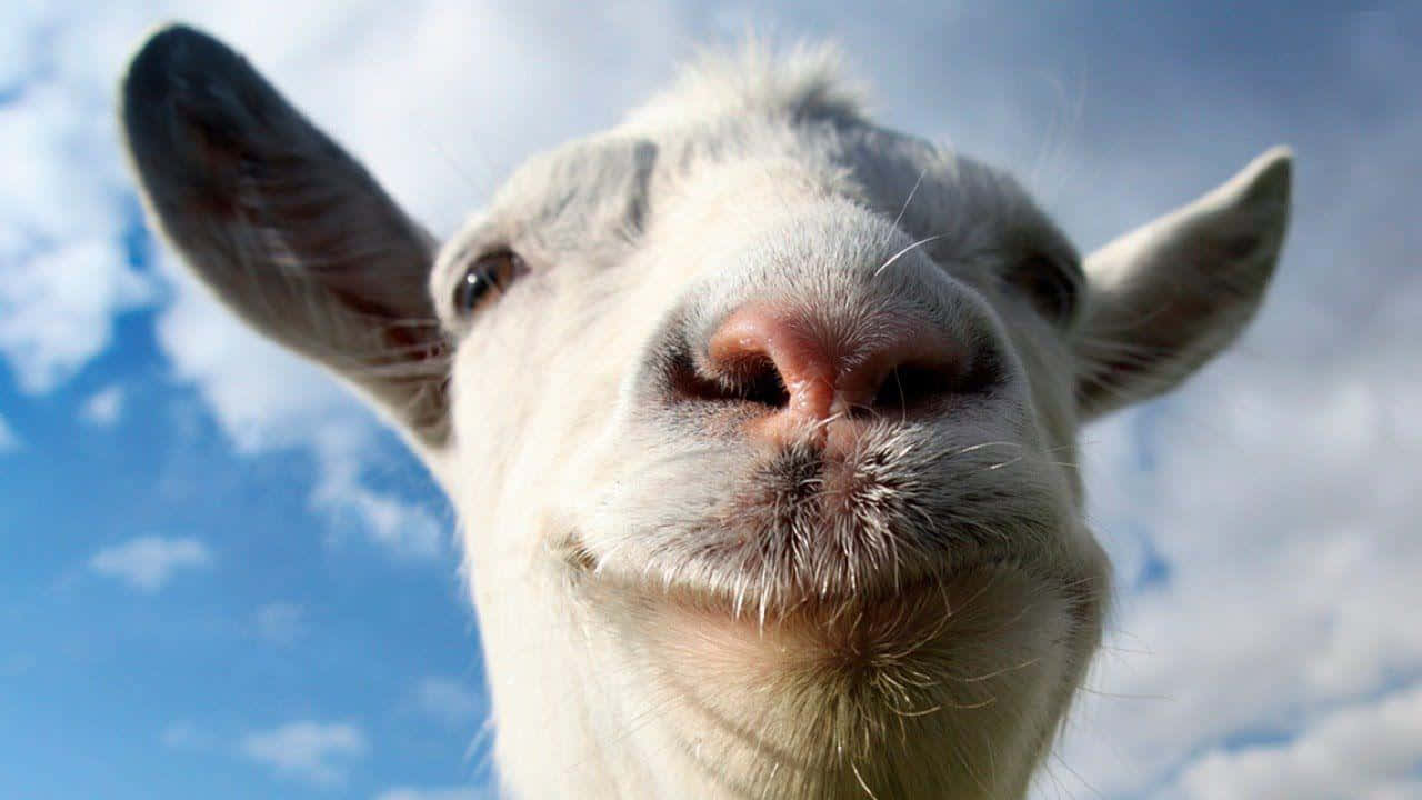 Funny Goat Simulator Close Up Icon Picture