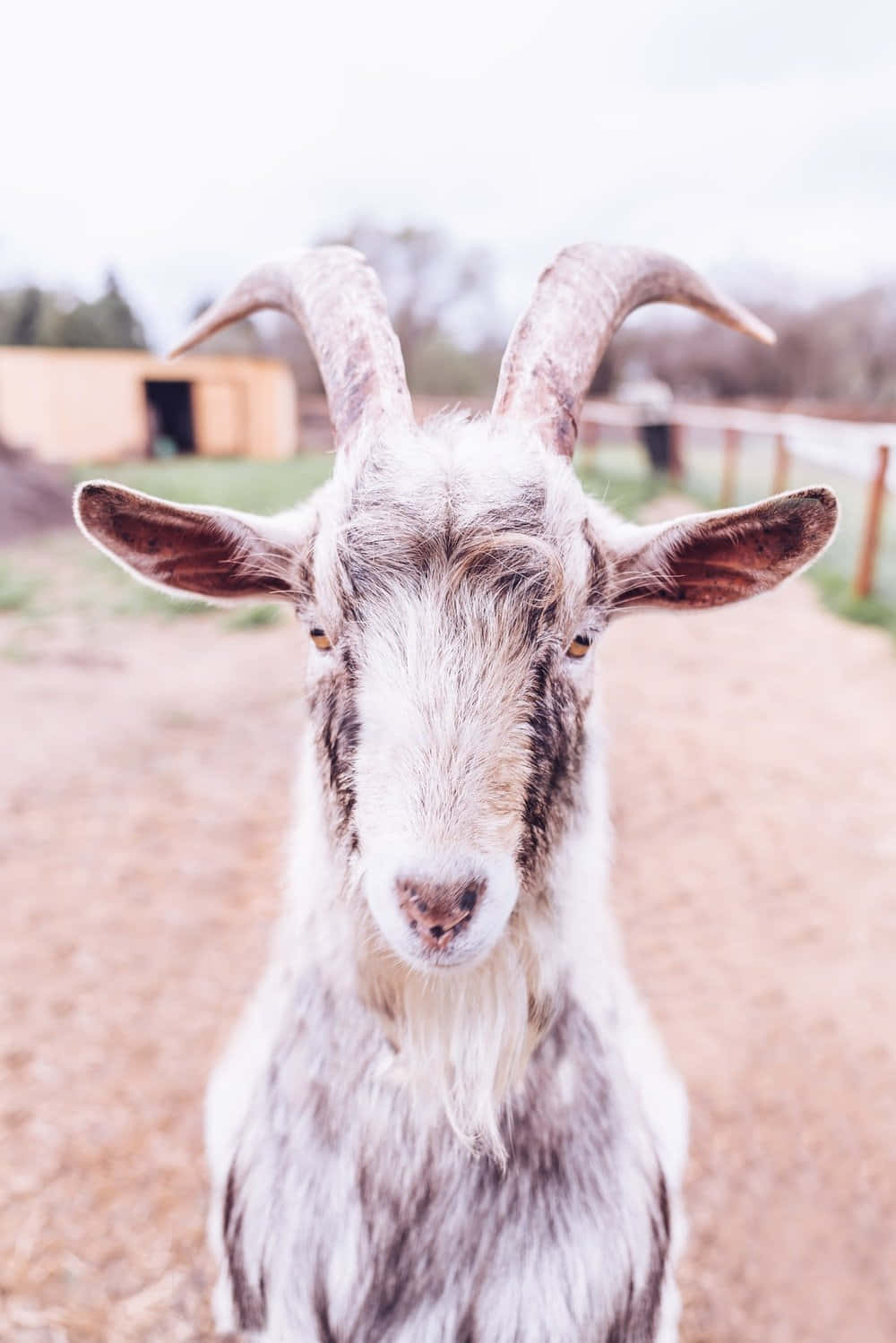 Funny Goat With Horns Picture